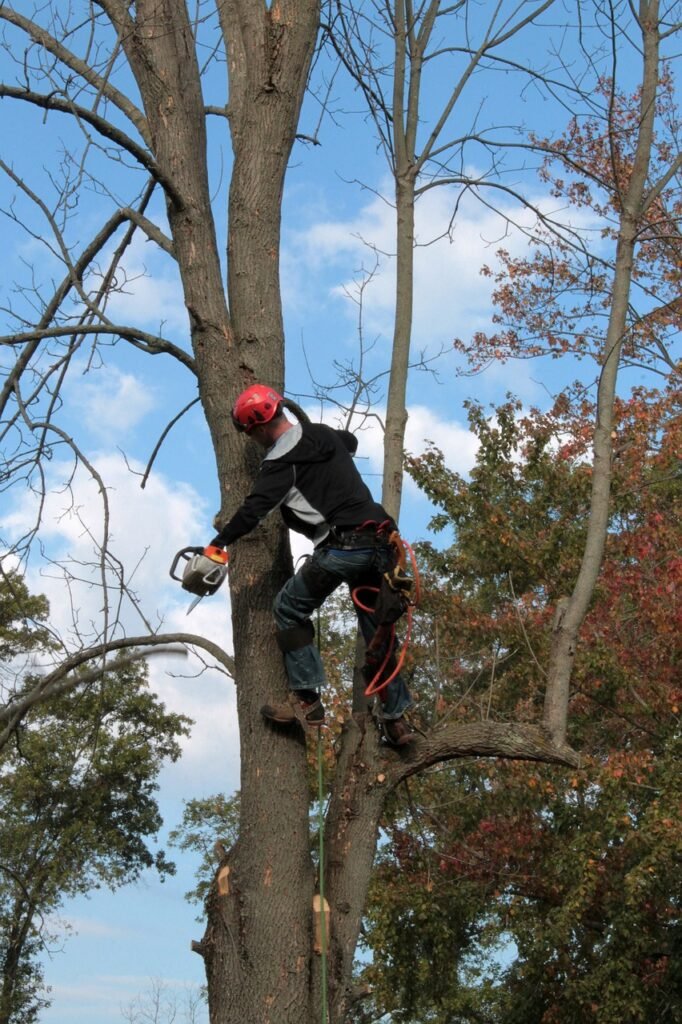 tree, emerald ash borer, limbing-1059416.jpg